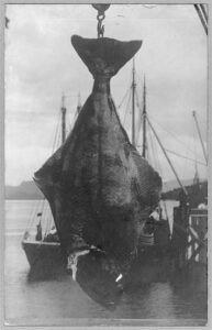 halibut