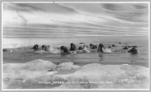 walrus