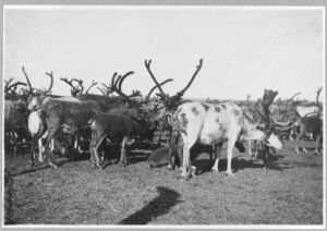 caribou
