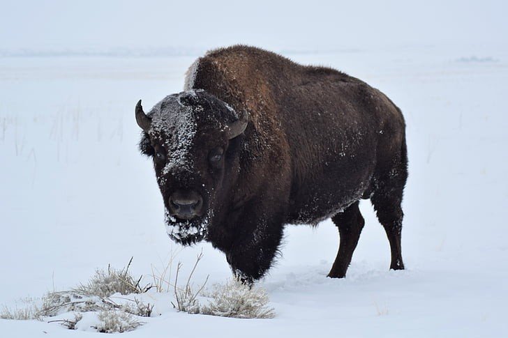 Buffalo never roamed in the West